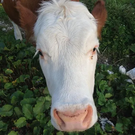 アパート Cima Pape *