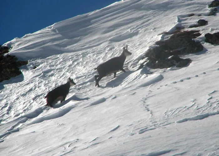 Cima Pape Apartament