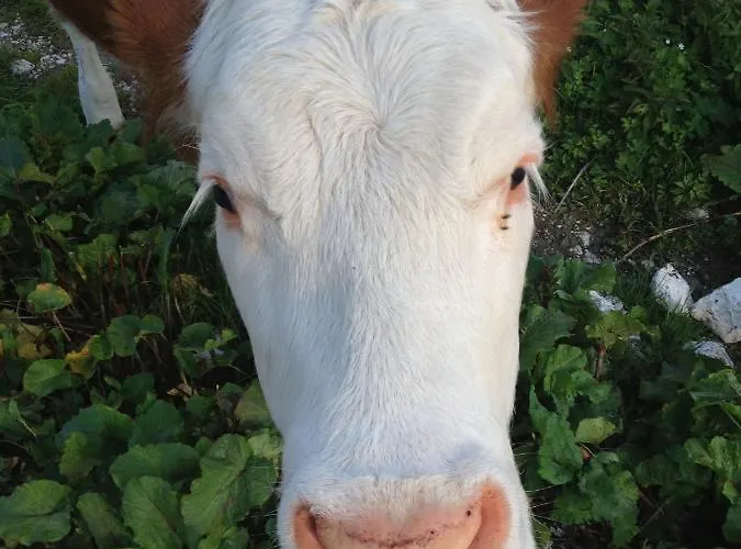 Apartament Cima Pape *